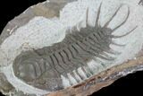 Large, Crotalocephalus Trilobite - Jorf, Morocco #100107-3
